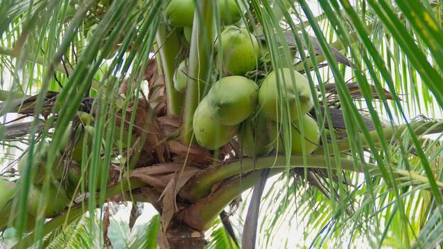 Green coconut on the tree