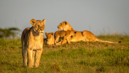 Lioness with pride ( Panthera Leo Leo) in the golden light of the morning sun, Olare Motorogi...