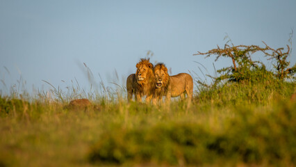 Two male lions ( Panthera Leo Leo) walking in the golden light of the morning sun, Olare Motorogi Conservancy, Kenya.