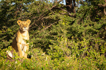 Lioness ( Panthera Leo Leo) searching for prey in the golden light of the morning sun, Olare Motorogi Conservancy, Kenya.