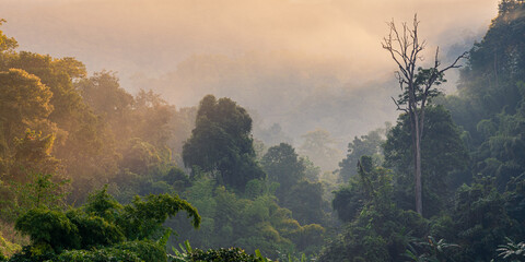 Dreamy landscape with fog and early morning light in tropical forest, Chiang Dao, Chiang Mai, Thailand