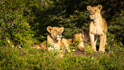 Lion ( Panthera Leo Leo) pride scanning for prey, Olare Motorogi Conservancy, Kenya.