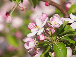 Apple tree blossom in spring, pink flowers