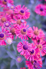 fleurs des champs color&eacute;es, marguerites et p&acirc;querettes, jardin naturel