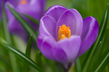 Closeup of a single purple crocus