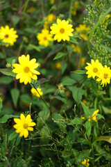 fleurs des champs colorées, marguerites et pâquerettes, jardin naturel