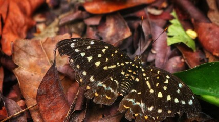 
Butterflies, with their delicate wings and vibrant colors, are among nature's most enchanting...