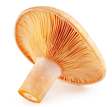 Saffron milk cap. Forest mushroom isolated on a white background