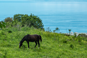 Horses in pasture. Sun Yat Sen Park, Kula, Maui Hawaii © youli zhao
