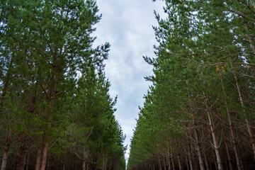 Pine forest in South Australia.