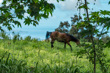Obraz na płótnie Canvas Horses in pasture. Sun Yat Sen Park, Kula, Maui Hawaii