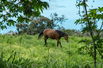 Obraz na płótnie Canvas Horses in pasture. Sun Yat Sen Park, Kula, Maui Hawaii
