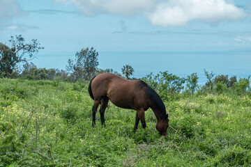 Horses in pasture. Sun Yat Sen Park, Kula, Maui Hawaii © youli zhao
