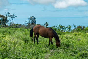 Horses in pasture. Sun Yat Sen Park, Kula, Maui Hawaii © youli zhao