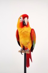Cute parrot on a perch