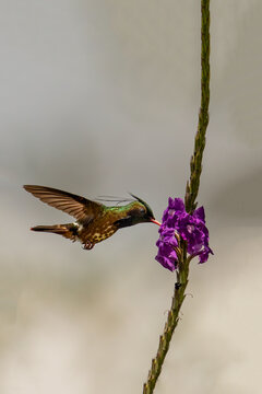 Black-crested Coquette hummingbird in flight, feeding on purple flower