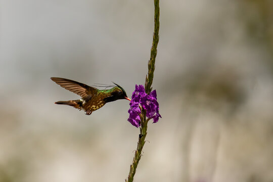 Black-crested Coquette hummingbird in flight, feeding on purple flower