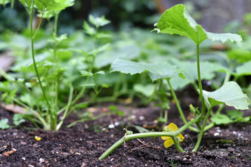 Cucumber sajens in the vegetable garden