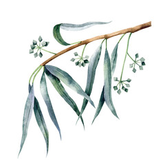 Sprig of eucalyptus hand drawn watercolor elements isolated on transparent background