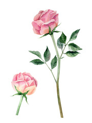 Set of two pink roses hand drawn watercolor elements isolated on transparent background
