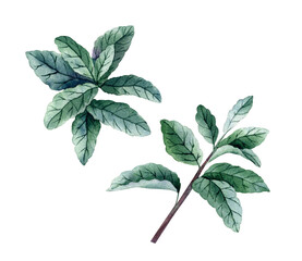 Leaves and sprigs of peppermint isolated on transparent background. Watercolor element for the design of fabrics, wallpapers, cards