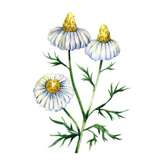 Chamomile sprig with flowers watercolor element isolated on transparent background