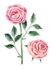 Set of two pink roses hand drawn watercolor elements isolated on transparent background