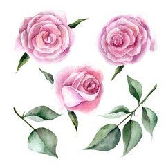 Flowers and leaves of pink roses set of hand drawn watercolor elements isolated on transparent background