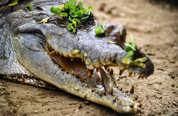 Crocodile (Crocodylus acutus). Los Llanos.Masaguaral. State of Apure.State of Bolivar. Venezuela.