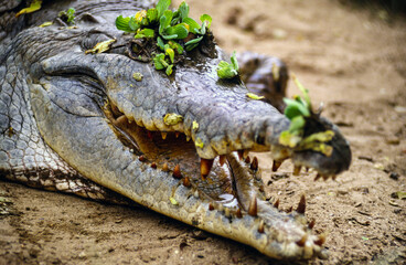 Fototapeta premium Crocodile (Crocodylus acutus). Los Llanos.Masaguaral. State of Apure.State of Bolivar. Venezuela.