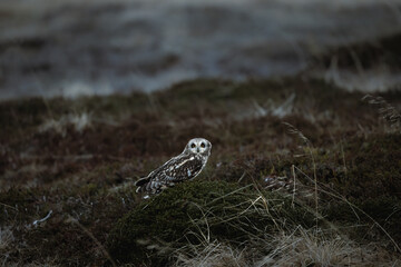 Short eared owl sitting on the ground in arcric tundra