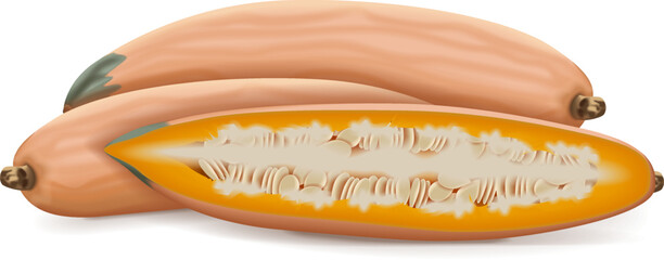 Whole and half of Georgia candy roaster squash. Winter squash. Cucurbita maxima. Fruits and vegetables. Isolated vector illustration.