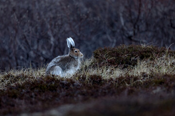 Mountain hare sitting on the ground in the arctic tundra © Dominik Ehrhardt
