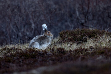 Mountain hare sitting on the ground in the arctic tundra