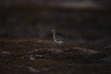 Whimbrel in arctic tundra