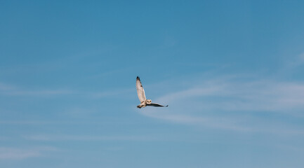 Short eared owl in flight against blue sky