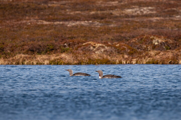 Couple of red-throated diver swimming on a lake in arctic tundra of Norway