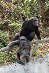 Front view of a chimpanzee