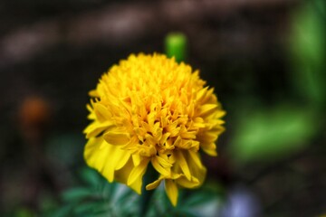 yellow flower of a dandelion