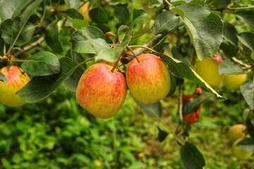 Obraz premium apples on a branch