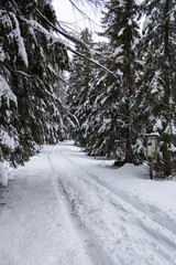 road in winter forest