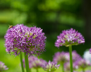 Lilac flowers Allium are on the background of green grass.