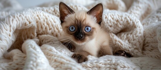 A blue-eyed cat is peacefully laying on a soft white blanket, its gaze fixed on something unseen. The fluffy kitten appears content and relaxed in its cozy setting.
