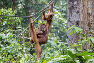 Orangutan swinging on the rope in rainforest Borneo Sepilok sanctuary Malaysia
