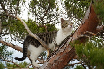 Tabby cat on a pine tree