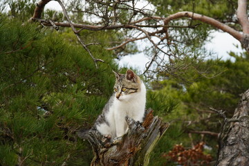 Tabby cat on a pine tree
