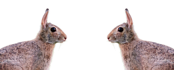 two rabbits in symmetry on transparent background