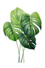 Lush Green Monstera Leaves Isolated png