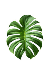 Lush Green Monstera Leaves Isolated png