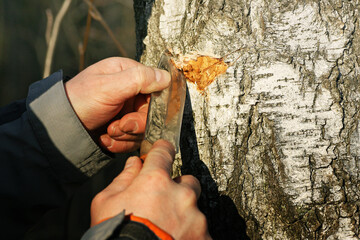 A man makes an incision on the trunk of a birch tree to drip juice. - 749319520